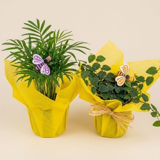 Plantes Interior Caixa 24 plantes