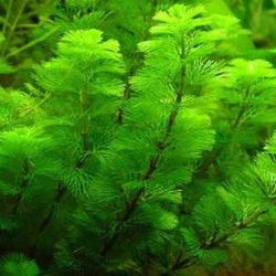 Plantas Oxigenantes Pack 3 uds.