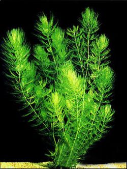 Plantas Oxigenantes Pack 3 uds.
