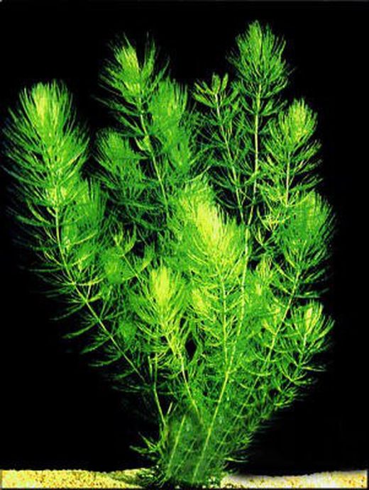 Plantas Oxigenantes Pack 3 uds.