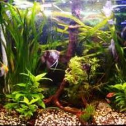 Plantas Oxigenantes Pack 3 uds.