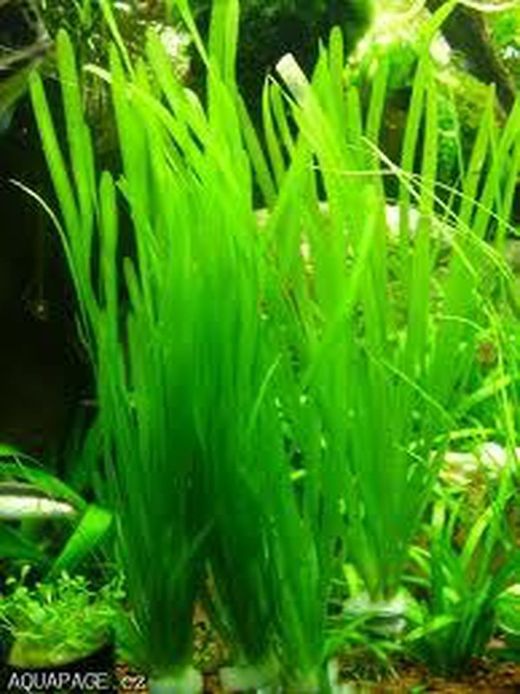 Plantas Oxigenantes Pack 3 uds.