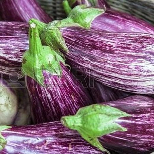 Plantel Berenjena Abigarrada