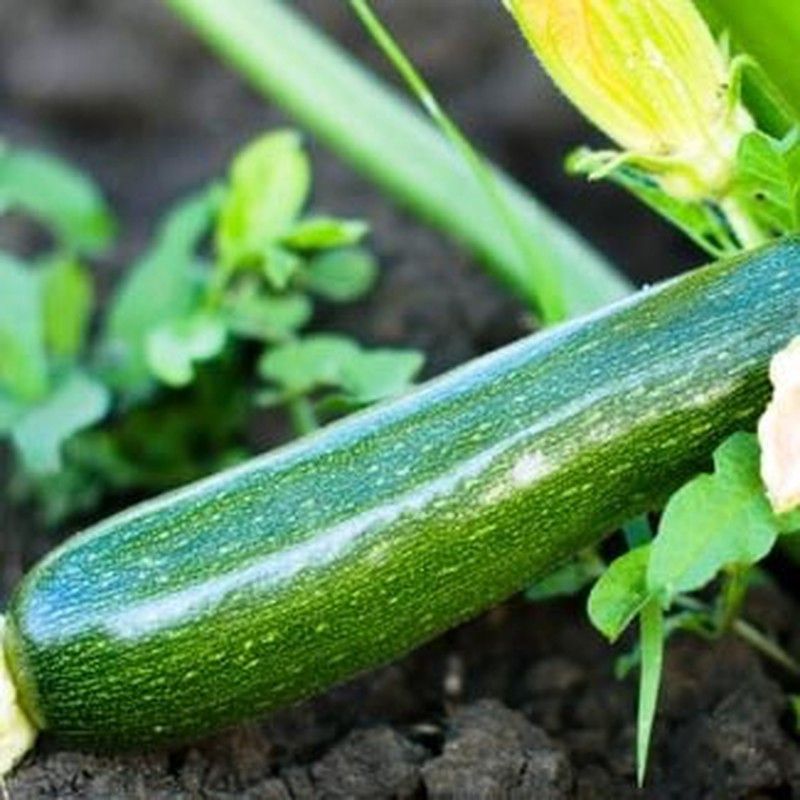 Plantel Calabacín Negro belleza Bandeja 16 unidades