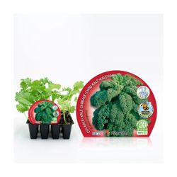 Plantel Col Kale MPS Pack 12 uds.