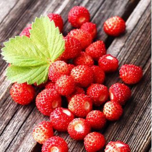 Morangos do Campus da Floresta