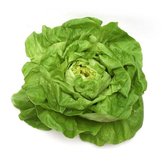 Plantel Lechuga Trocadero