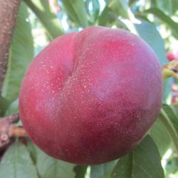 Platerina (Nectarina - Paraguayo)