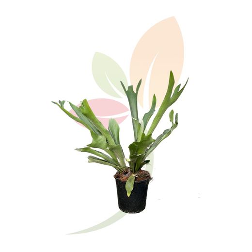 Platycerum Banya D'Alce 5L