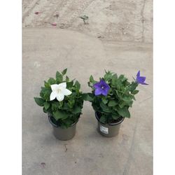 Platycodon Grandiflorus Caja 10 uds.