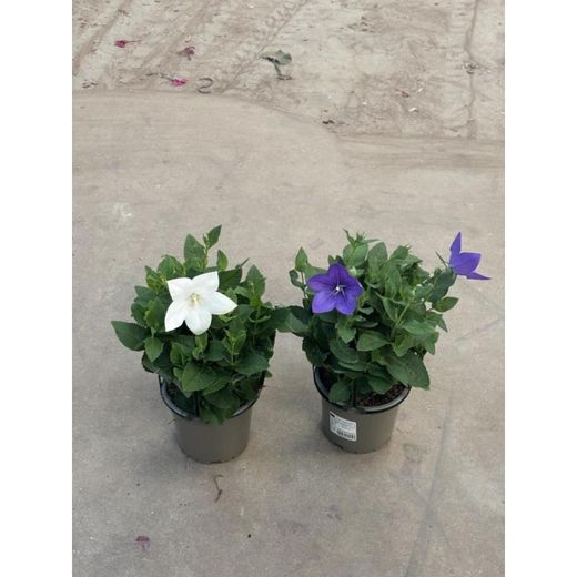 Platycodon Grandiflorus Caja 10 uds.