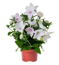 Platycodon Grandiflorus Caja 10 uds.