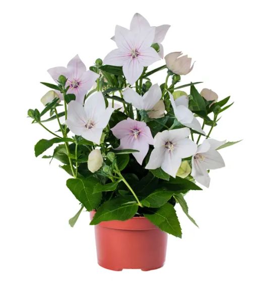 Platycodon Grandiflorus Caja 10 uds.