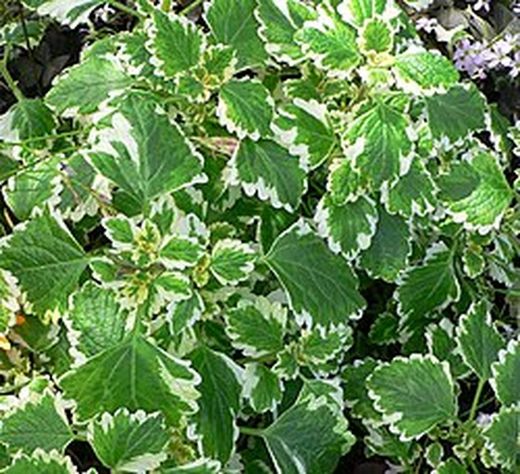 Plectranthus coleoides