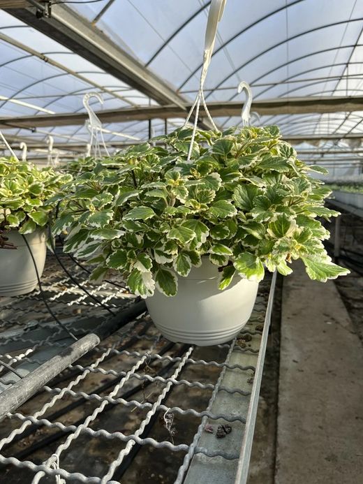 Plectranthus coleoides