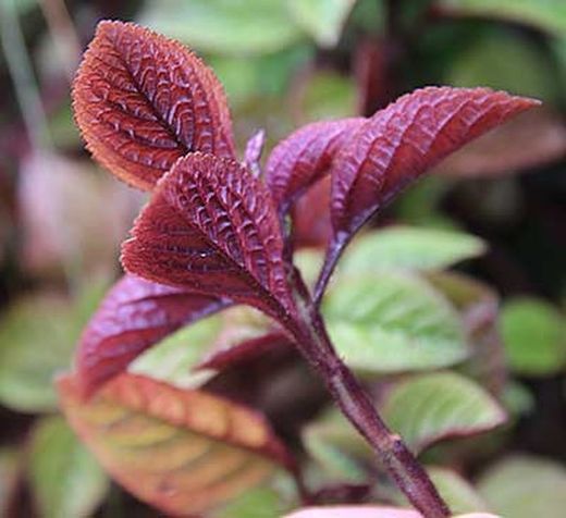 Plectranthus Nico