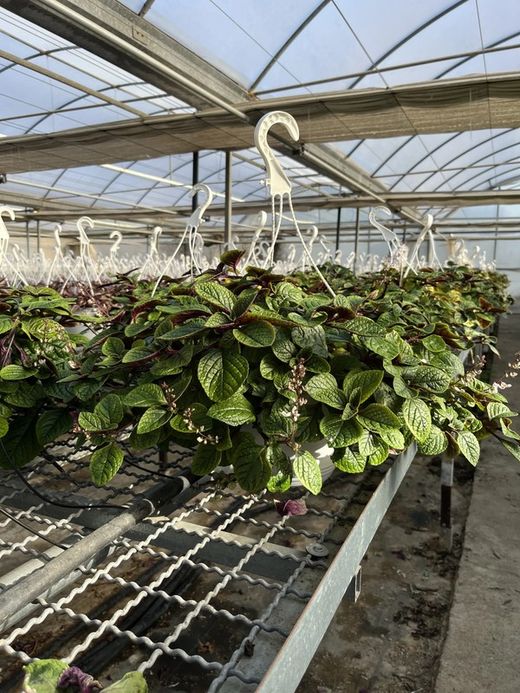 Plectranthus Nico