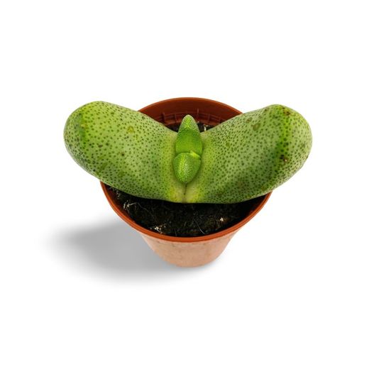 Pleiospilos  Nelii