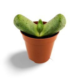 Pleiospils Nelii