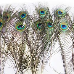 Plumas de Pavo Real (12 Unidades)