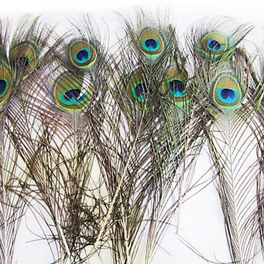 Plumas de Pavo Real (12 Unidades)