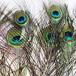 Plumas de Pavo Real (12 Unidades)