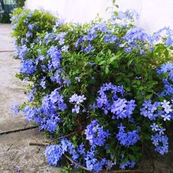 Plumbago Auriculata