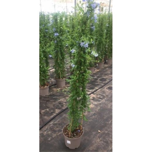 Plumbago Auriculata