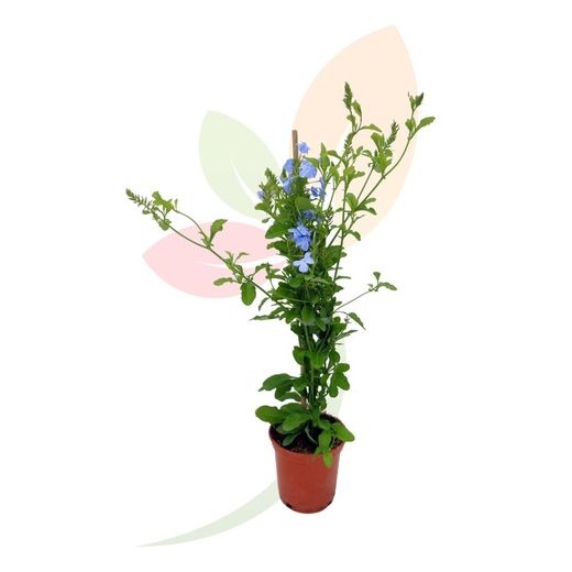 PLUMBAGO CAPENSIS AZUL TUTOR