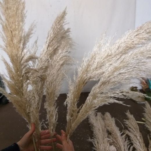Plumeros de Cortaderia Selloana (Pampas) Pack 5 uds.
