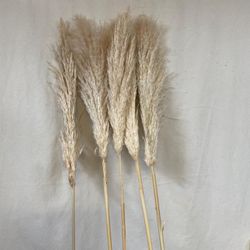 Plumeros de Cortaderia Selloana (Pampas) Pack 5 uds.