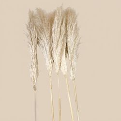Plumeaux à plumes Cortaderia Selloana (Pampas) Pack de 5 unités.