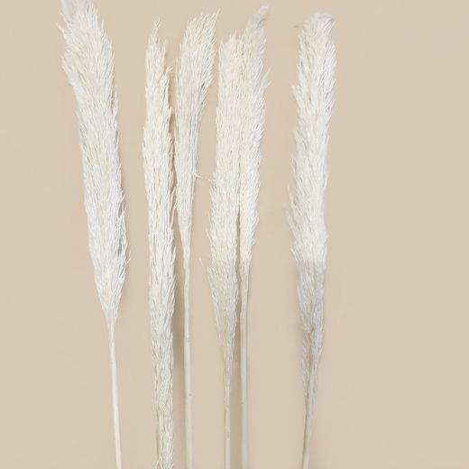 Plumeros Pack 6 uds.