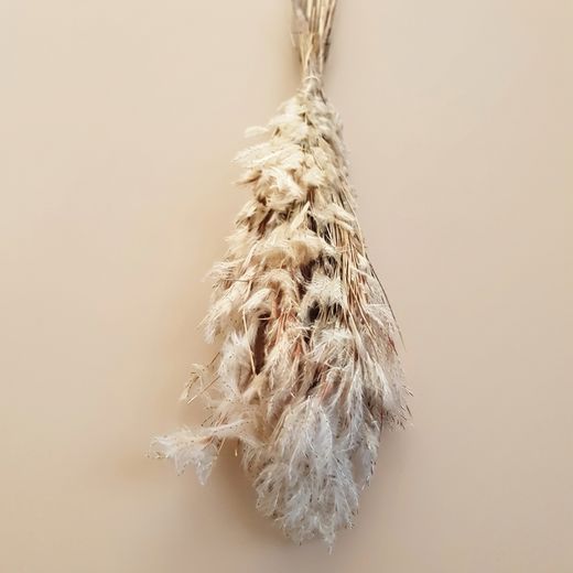 Plume sèche