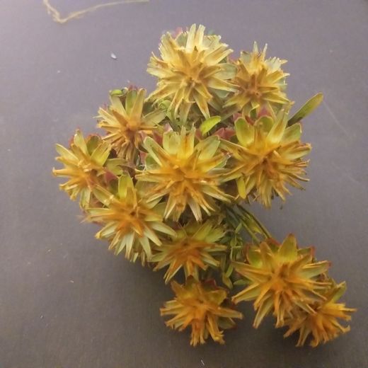 Plumosum Seco