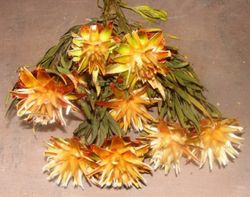 Plumosum Seco