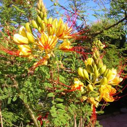 Poinciana Caesalpinia gilliesii