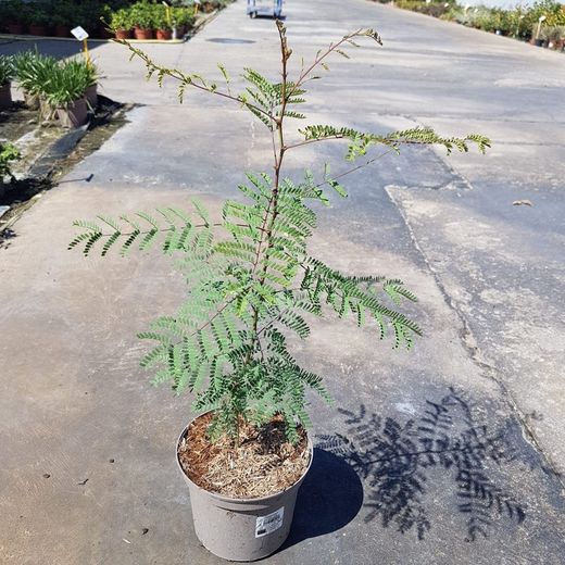 Poinciana Caesalpinia gilliesii