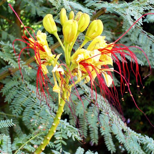 Poinciana Caesalpinia gilliesii