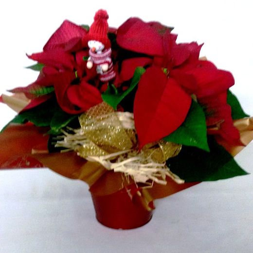 Poinsettia Deco (Flor de Pascua)