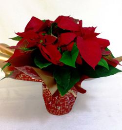 Poinsettia Extra Flor de Pascua