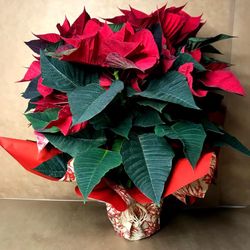 Poinsettia Extra Flor de Pascua