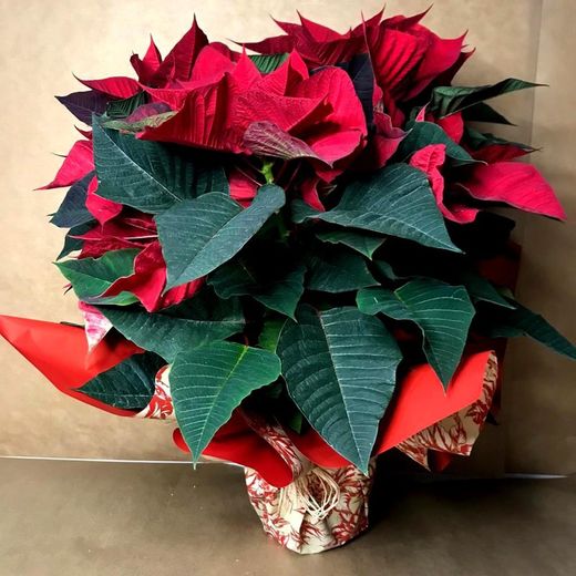 Poinsettia Extra Flor de Pascua