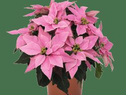 Poinsettia Extra Flor de Pascua