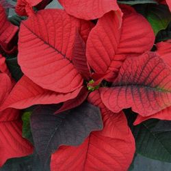 Poinsettia Extra Flor de Pascua