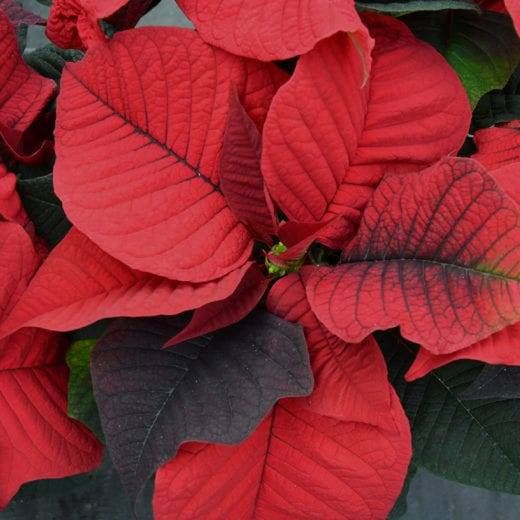 Poinsettia Extra Flor de Pascua