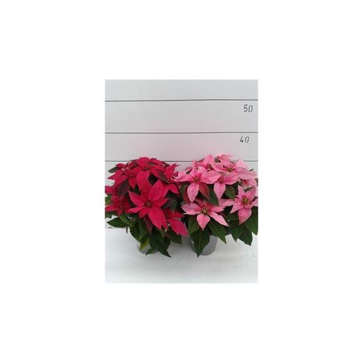 Poinsettia Extra Flor de Pascua