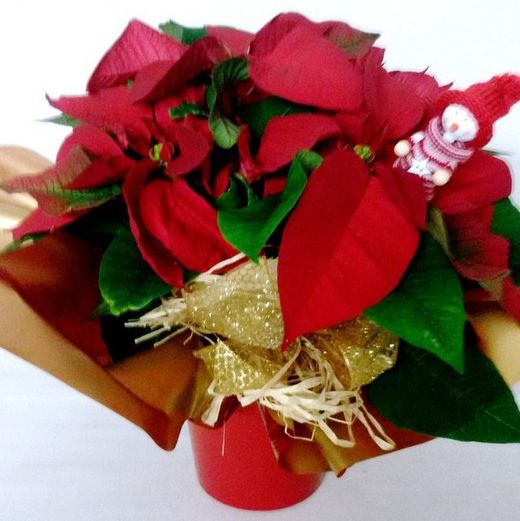 Poinsettia (Flor de Pascua)