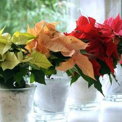 Poinsettia Flor de Pasqua Caixa 10 unitats