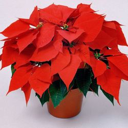 Poinsettia Flor de Pasqua Caixa 10 unitats